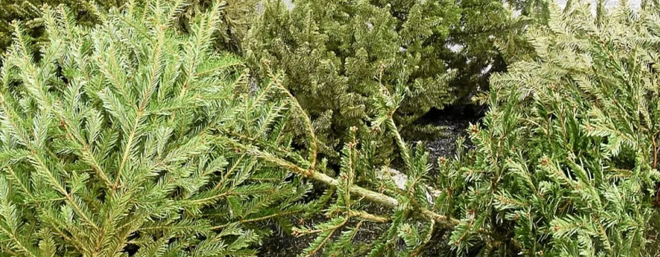 Recyclage sapins